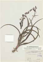 藏品(臺灣藜蘆)的圖片